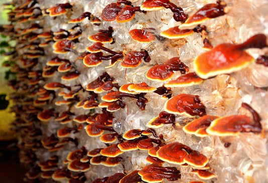 Discover the Benefits of Reishi (Ganoderma lucidum) for Nerve Health