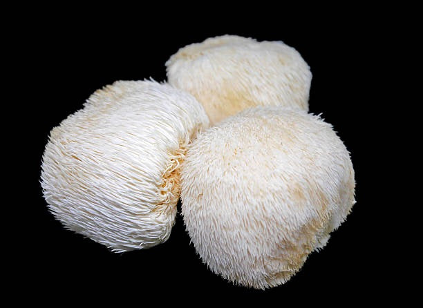 Lion’s mane: Nature’s Gift for Nerve Health and Pain Relief