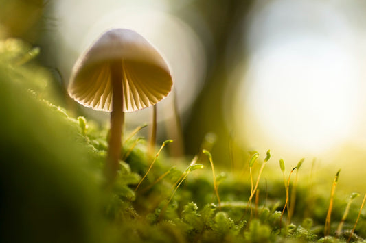 mushroom-mended, adaptogenic mushrooms